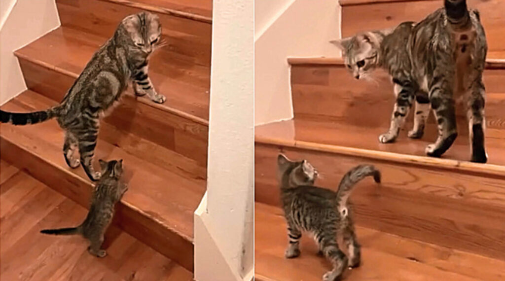 cucciolo impara a salire scale
