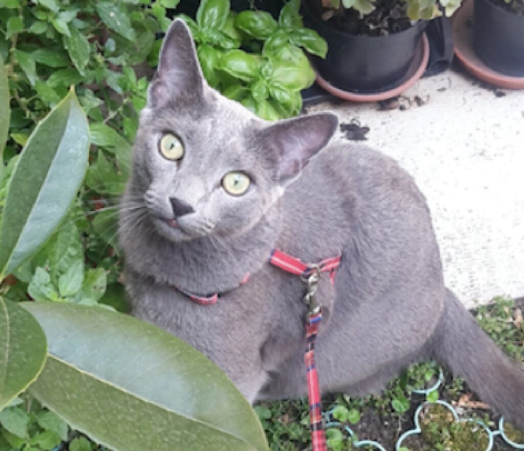 gatto fra le piante giardino