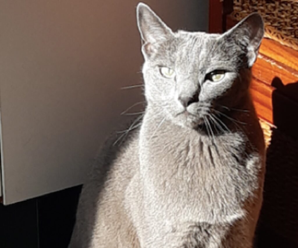 gatto blu di russia contro sole