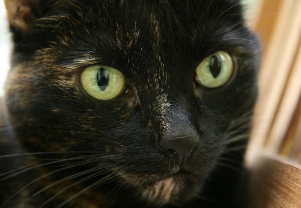 gatta dal pelo nero scuro