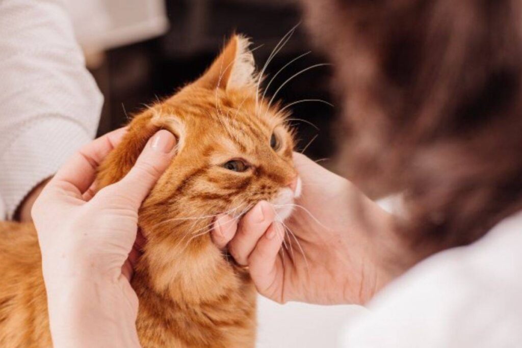 monitorare il gatto