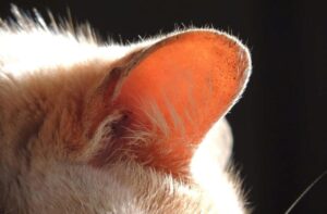 orecchio del gatto
