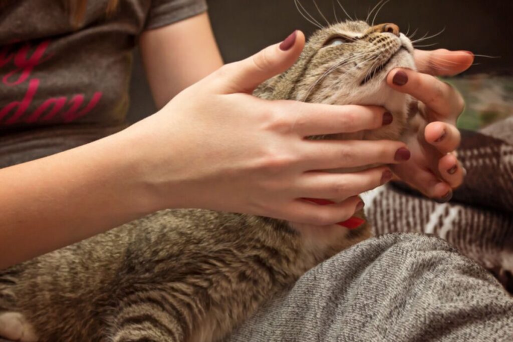 come coccolare il gatto