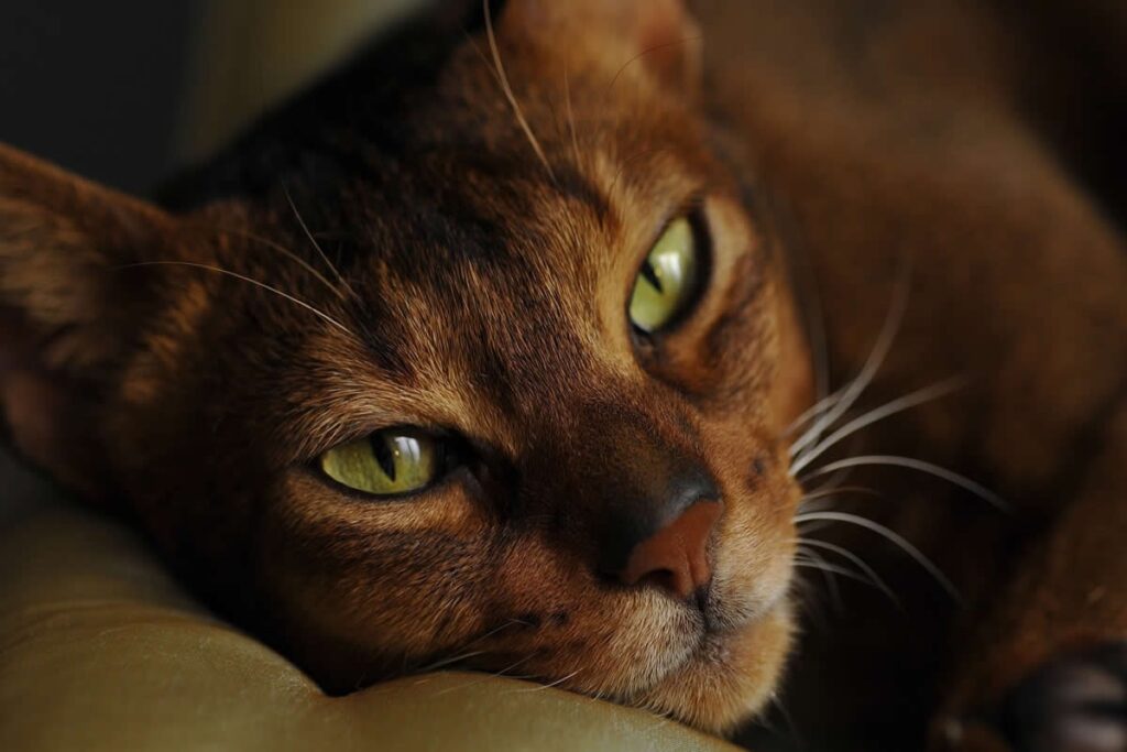 Gatto con occhi verdi