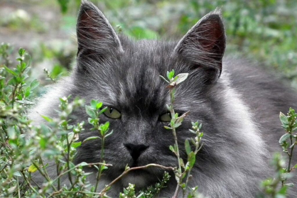 gatto in campagna