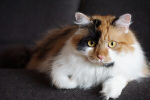 I migliori croccantini ipoallergenici per il gatto che soffre di allergie