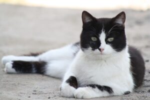 Gattino scomparso e poi ritrovato dopo 4 anni