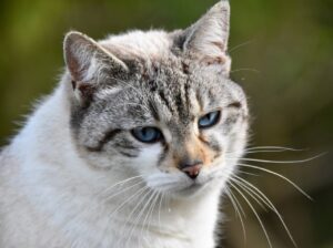 Moncalieri, l’affettuosa Nika sparisce improvvisamente, ritrovarla non sarà facile