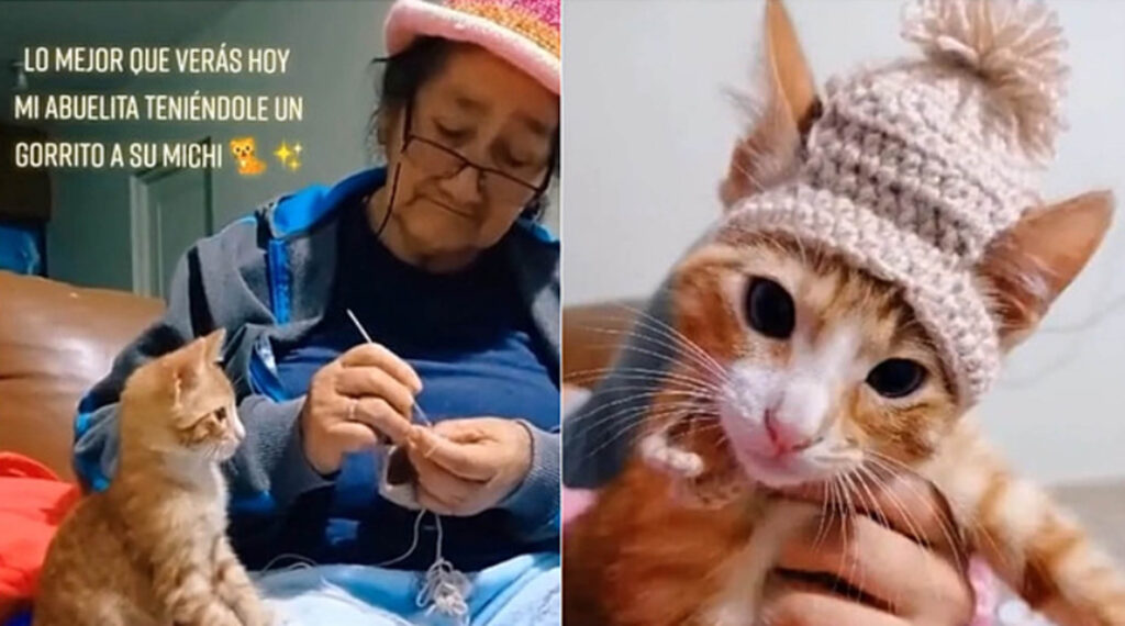 gattino con cappello di lana