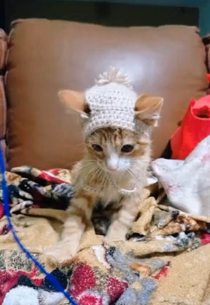 gattino con cappellino di lana