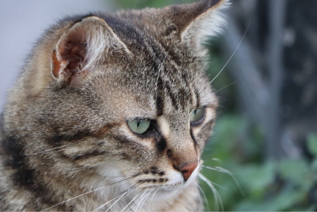 gatto soriano lunghi baffi bianchi