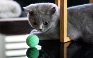 5 palline per cuccioli di gatto, mix di sicurezza e divertimento