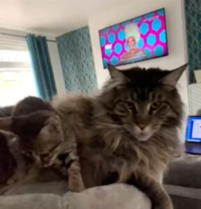 Papà gatto incontra i suoi gattini per la prima volta (VIDEO)