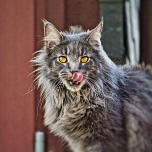 Perché il pelo del gatto è diventato ruvido?