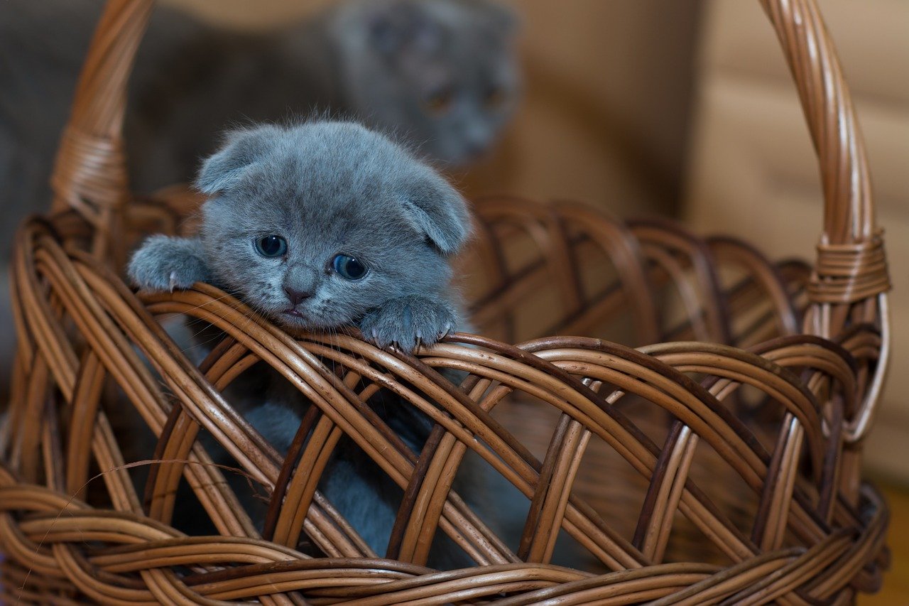 gatto dentro al cestino