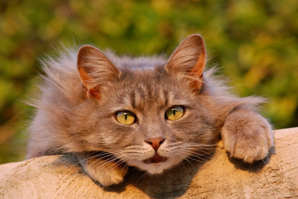 gatto in campagna