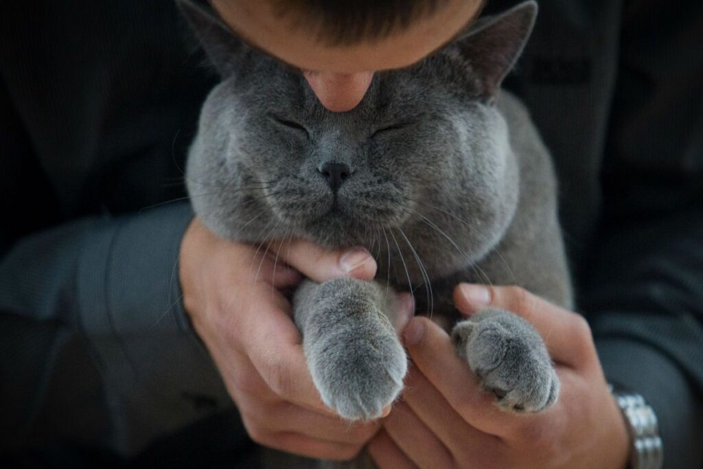 gatto baciato in fronte