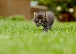 Come si riconosce un gatto rachitico?