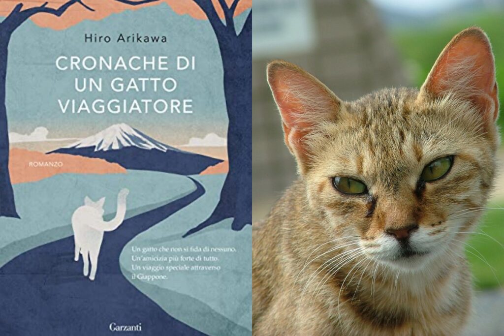 cronache di un gatto viaggiatore