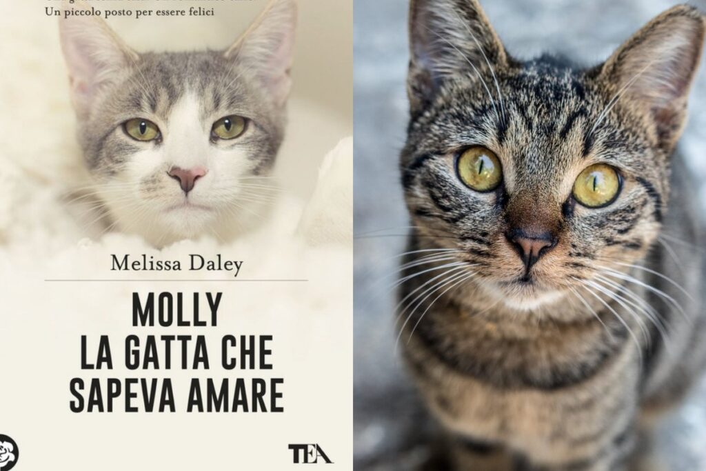 molly la gatta che sapeva amare