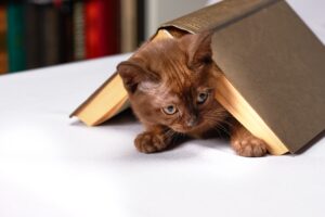 5 romanzi sui gatti che ti faranno battere il cuore