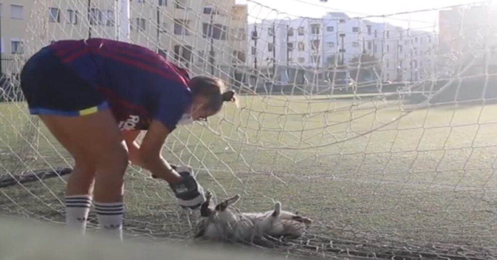 ragazza cerca di liberare un gatto impigliato