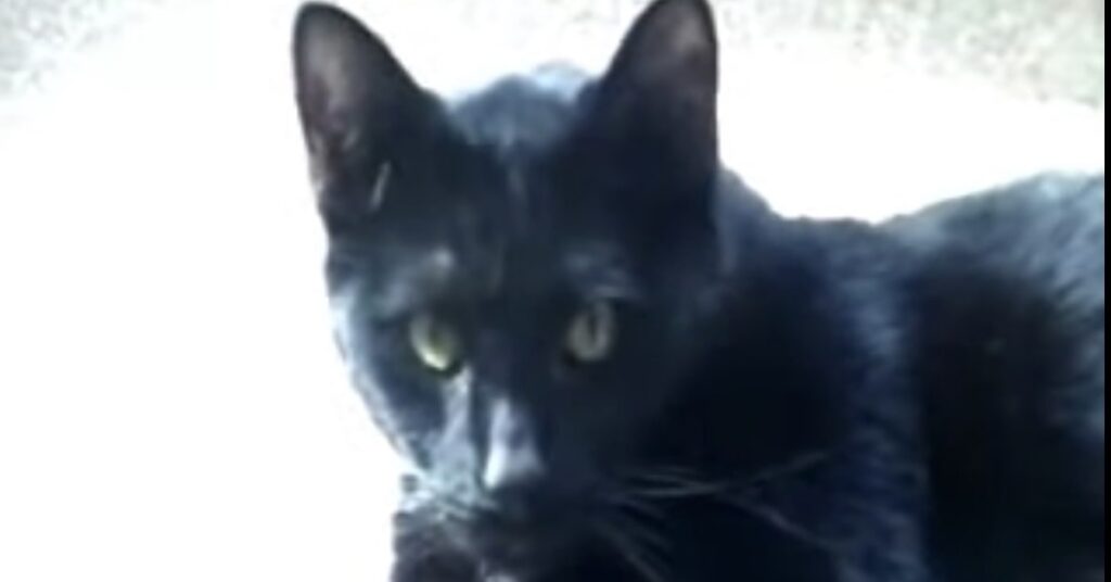 gatto nero salvato in Kentucky