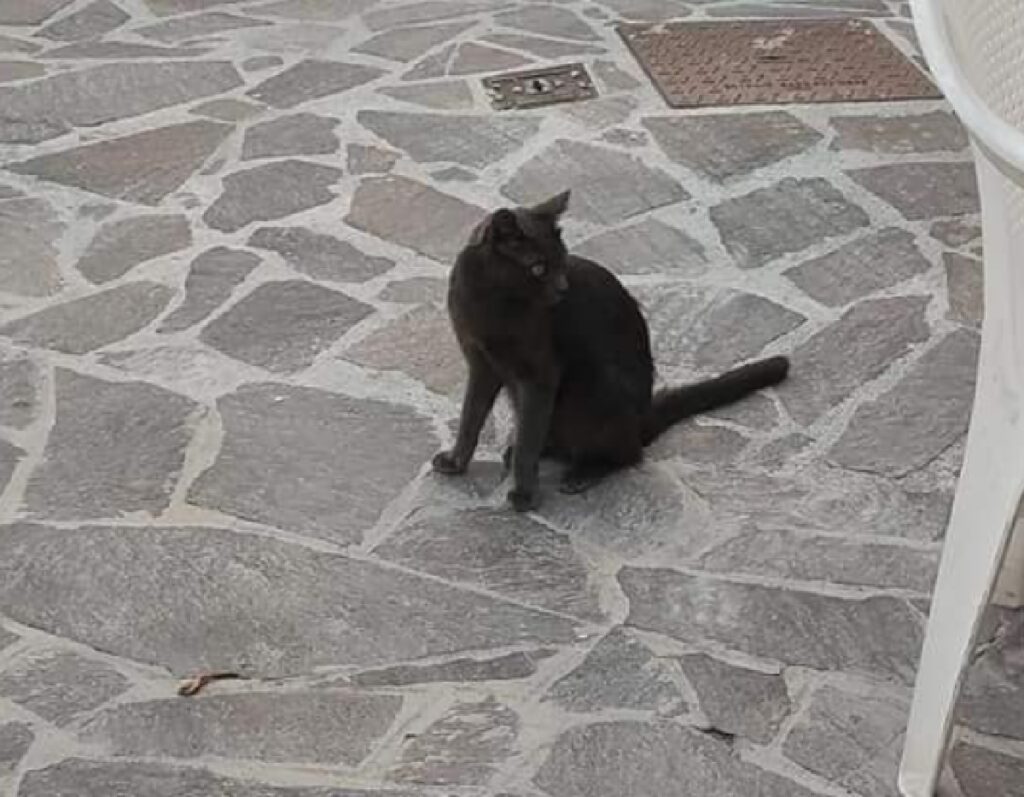 gatto bruno seduto sull'asfalto