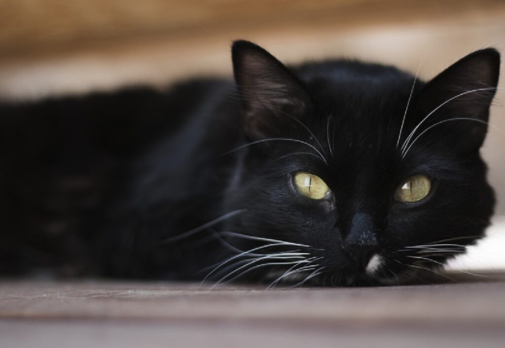gatto nero occhi chiari