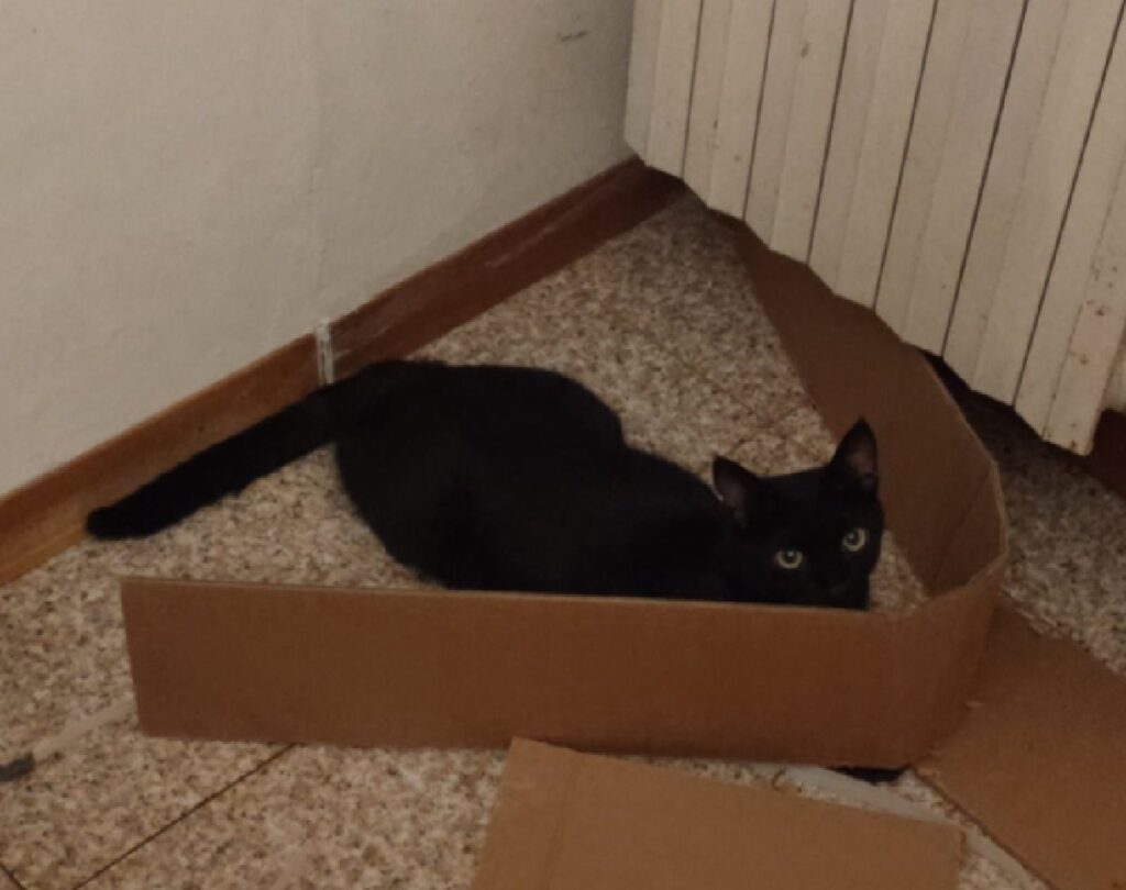 gatto per terra mattonelle