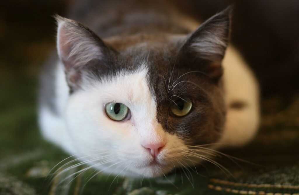 gatto con gli occhi verdi