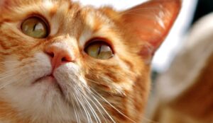Softiflox per gatti: cos’è e a cosa serve questo farmaco