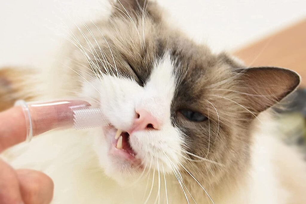 come pulire i denti al gatto