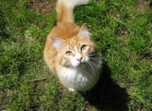 Treviolo, tutti disperati per la scomparsa del gatto Garfield, non era mai successo in 7 anni
