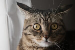 5 motivi per cui è sbagliato urlare al gatto quando lo rimproveri