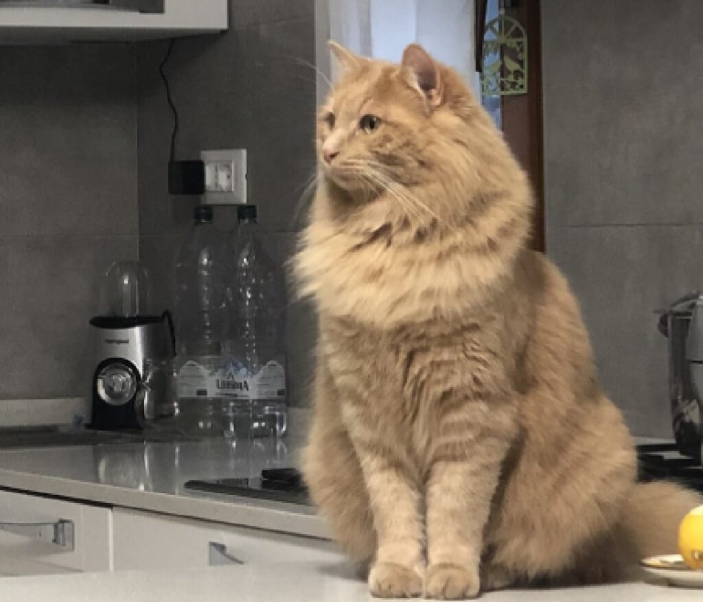 gatto rosso seduto in cucina