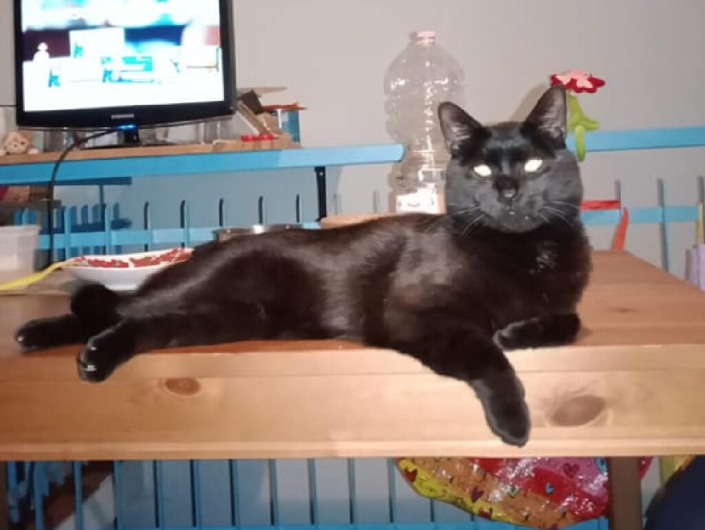 gatto nero relax su tavolo cucina