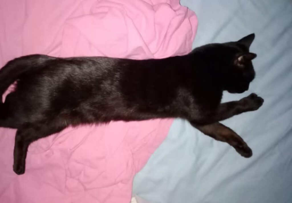 gatto nero disteso su lenzuolo rosa