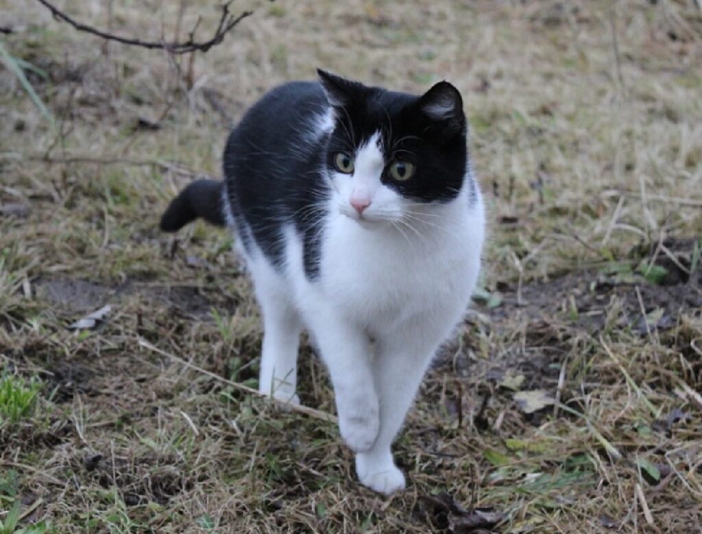 gatto cammina su terra boschiva