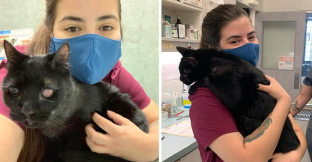 veterinario con gatto nero