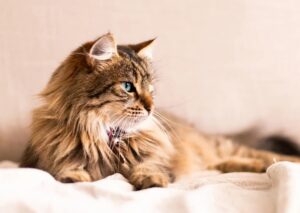 3 cose a cui fare attenzione per il gatto con il passaggio all’ora solare