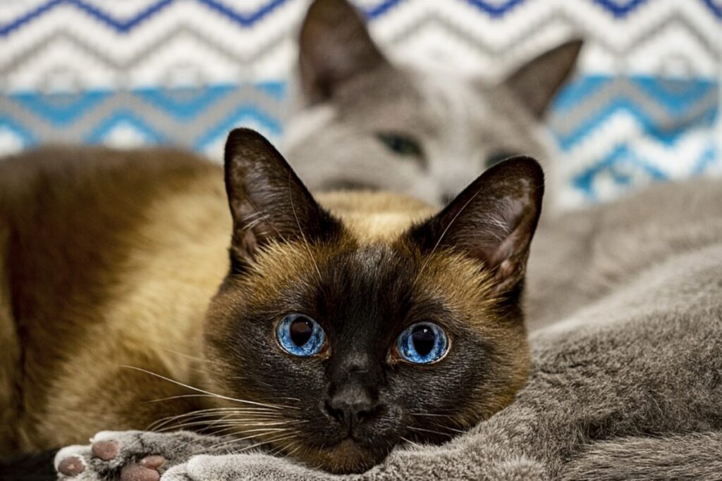 gatto siamese dolce