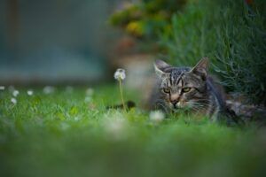 3 motivi per cui i gatti si allontanano da casa quando stanno per morire