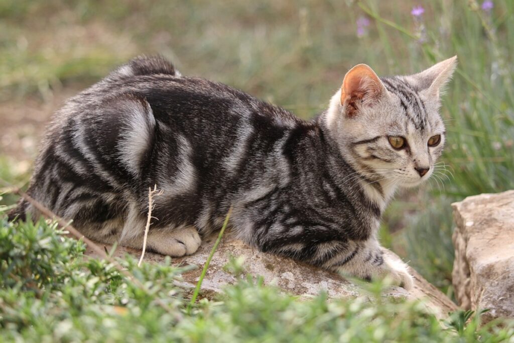 felino dolcissimo tigrato