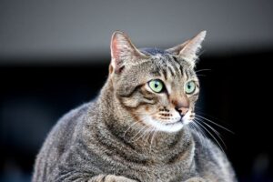 4 consigli per aiutare il gatto a perdere peso