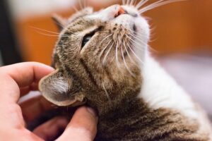 4 consigli per non far soffrire il freddo al gatto