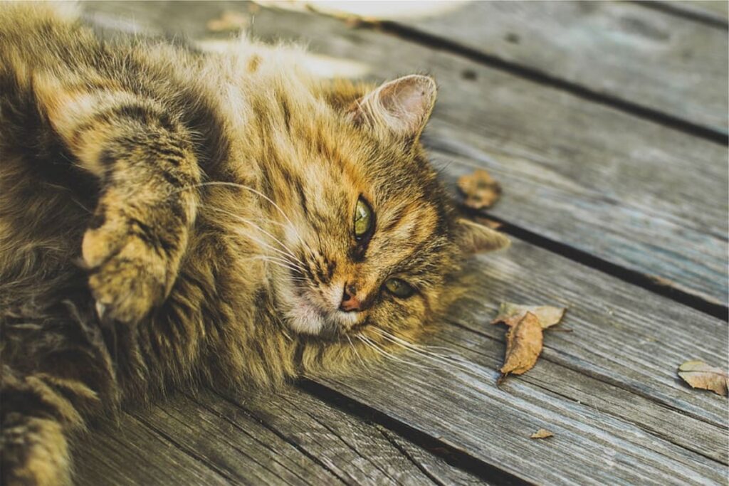 felino pavimento legno