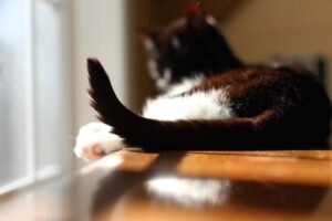 4 cose che il gatto riesce a dirti con la coda