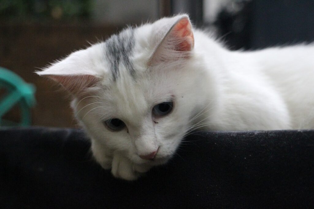 micio pelo bianco