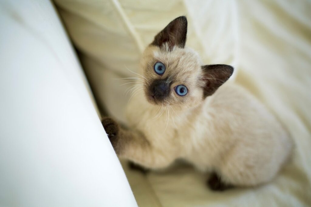 felino siamese zampe